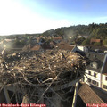 18_50-nest.jpg