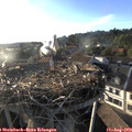 19_15-nest.jpg