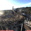 19_30-nest.jpg