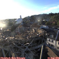19_40-nest.jpg