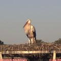 19_45-mast.jpg