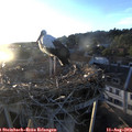 20_00-nest.jpg