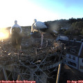 20_15-nest.jpg