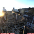 20_20-nest.jpg