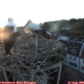 20_35-nest.jpg