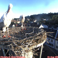 07_00-nest.jpg