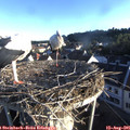 07_05-nest.jpg