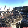07_10-nest.jpg