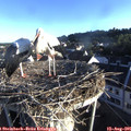 07_15-nest.jpg