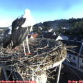 07_20-nest.jpg