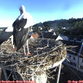 07_25-nest.jpg