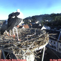07_30-nest.jpg