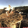 07_50-nest.jpg