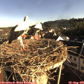 07_55-nest.jpg