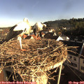 08_05-nest.jpg