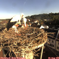 08_10-nest.jpg