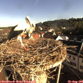 08_15-nest.jpg