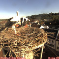 08_20-nest.jpg