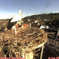 08_25-nest.jpg
