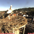 08_30-nest.jpg