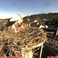 08_35-nest.jpg