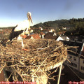 08_40-nest.jpg