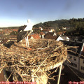 08_50-nest.jpg