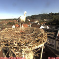 08_55-nest.jpg