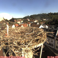 09_00-nest.jpg