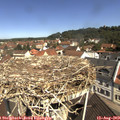 11_00-nest.jpg