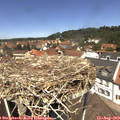 12_35-nest.jpg