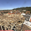 12_40-nest.jpg