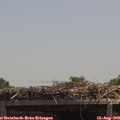 13_15-mast.jpg
