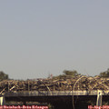15_15-mast.jpg