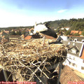 16_20-nest.jpg