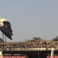 16_25-mast.jpg