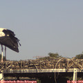 16_30-mast.jpg