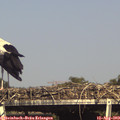 16_35-mast.jpg