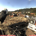 16_50-nest.jpg