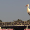 16_55-mast.jpg