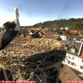 16_55-nest.jpg