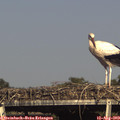 17_00-mast.jpg