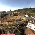 17_00-nest.jpg