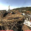 17_05-nest.jpg