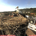 17_30-nest.jpg