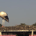 17_45-mast.jpg