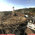 17_50-nest.jpg