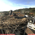 18_00-nest.jpg