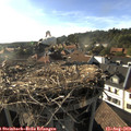 18_05-nest.jpg