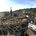 18_25-nest.jpg